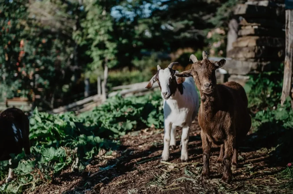 Ferme Comte de Roussy