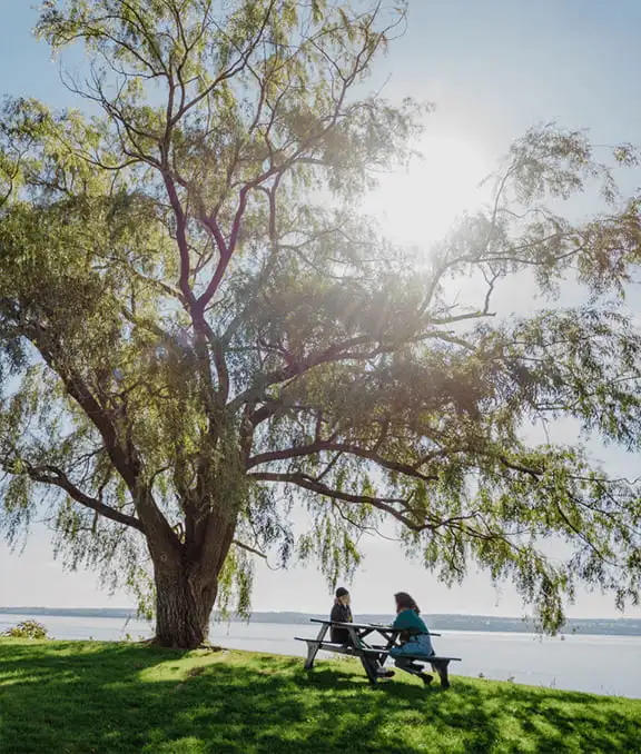 Femmes au pied d'un grand arbre assises à une table de piquenique au bord du fleuve Saint-Laurent