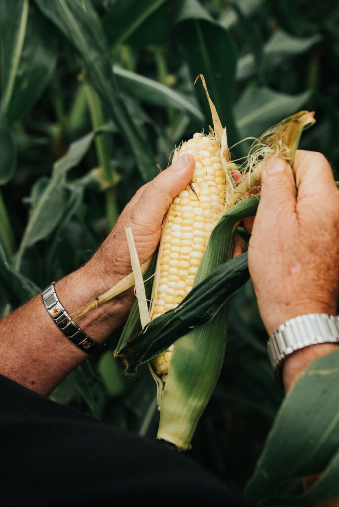 Économusée du maraîcher Maïs sucré de Neuville