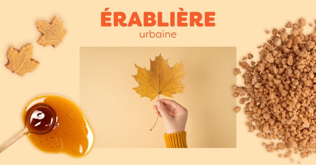 Érablière urbaine