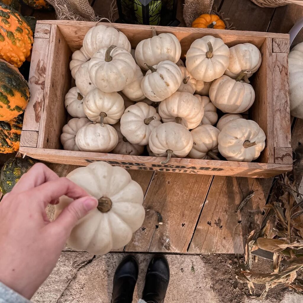 doux souvenir de notre avant midi aux citrouilles en cette matinée grise 🍂🧡